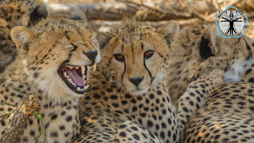 Location: Serengeti National Park, Tanzania. Photo credit: Jesse Robie. © 2023