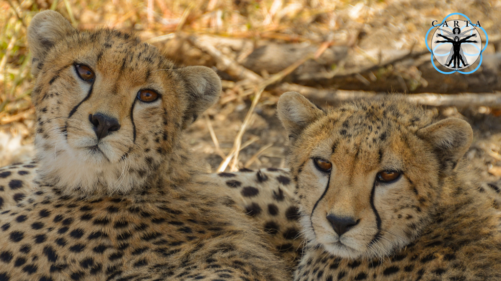 Location: Serengeti National Park, Tanzania. Photo credit: Jesse Robie. © 2023