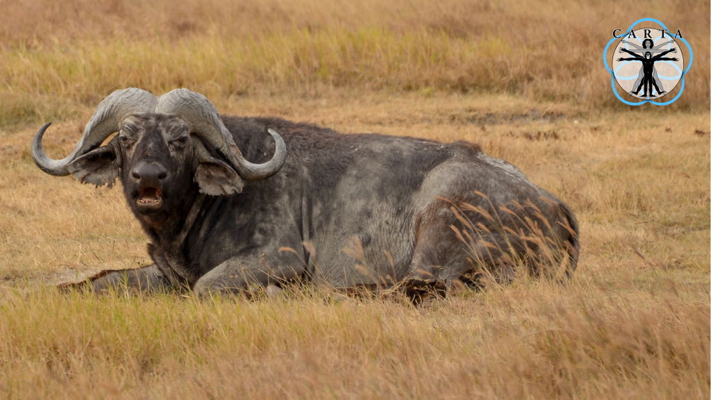 Location: Ngorongoro Conservation Area, Tanzania. Photo credit: Jesse Robie. © 2023