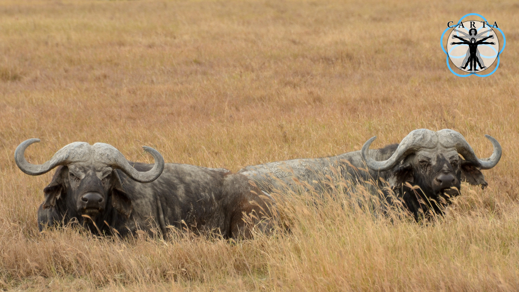 Location: Ngorongoro Conservation Area, Tanzania. Photo credit: Jesse Robie. © 2023