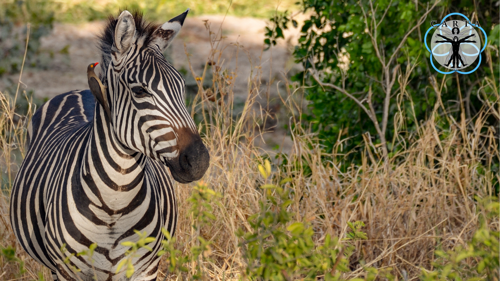 Location: Tarangire National Park, Tanzania. Photo credit: Jesse Robie. © 2023