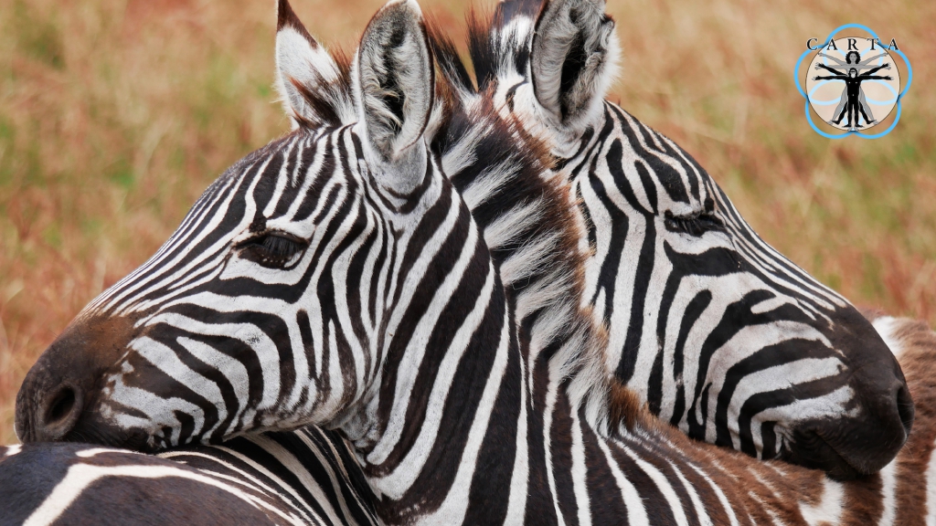 Location: Ngorongoro Conservation Area, Tanzania. Photo credit: Megan Kirchgessner.